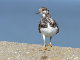 Turnstone - juvenile bird