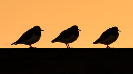 Turnstones at sunrise