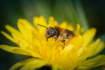 bee on yellow flower