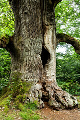 Kamineiche im Urwald Sababurg