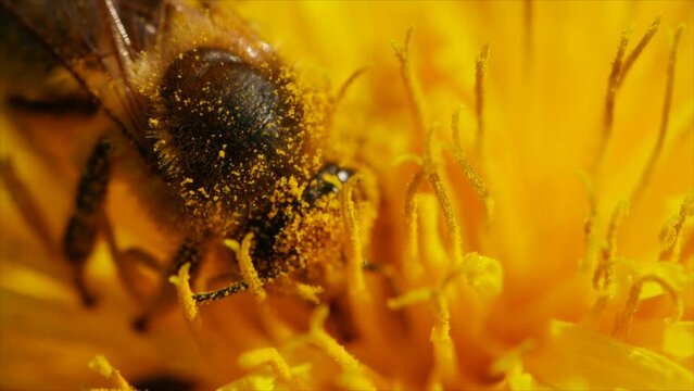 Wildbiene bestäubt Pflanze in Slow Motion Nahaufnahme