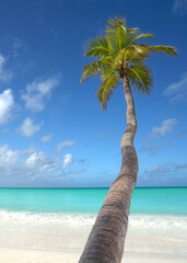 Kokospalme am Strand