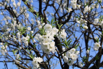 A spring day with cherry blossoms in full bloom