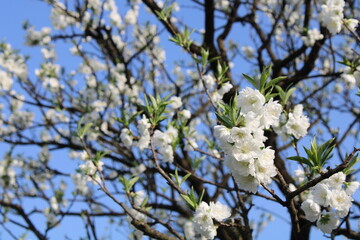 A spring day with cherry blossoms in full bloom
