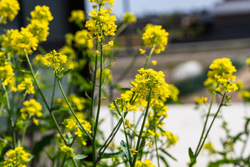菜の花が咲き誇る季節