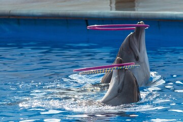 dolphin playing in the water