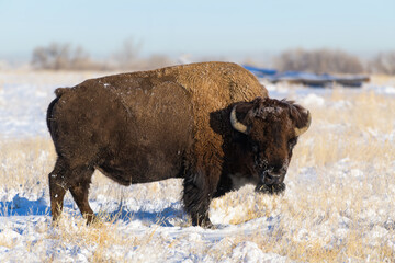 American Bison on the High Plains of Colorado. Bull Bison. Snow Covered Bull Standing field of snow.