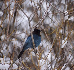 Blue Jay