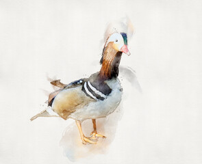 Colorful watercolor of the mandarin duck.