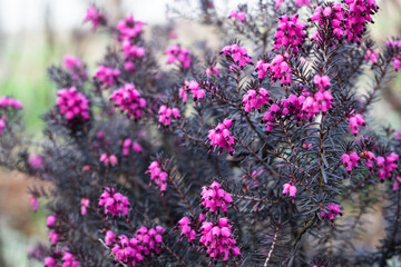 Pink Erica gracilis flowering plant family Ericaceae. Beautiful flower in the garden - obrazy, fototapety, plakaty