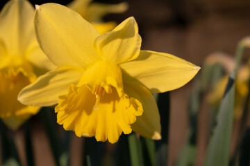 Yellow narcissus in the garden. Spring flowers