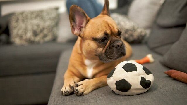 French Bulldog Lying Down In A Sofa With A Ball Toy. Rack Focus Shot