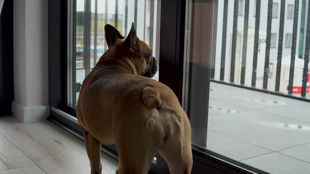 French-Bulldog 影像 – 瀏覽 465 個素材庫相片、向量圖和影片 | Adobe Stock