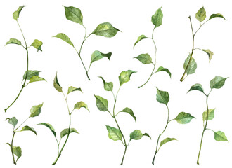 Detailed realistic green leaves on twigs isolated on white background. Watercolor hand painted botany. Green stem set