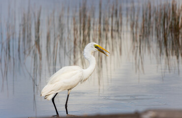 Gran garza blanca comiendo una presa en un día soleado.