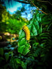 a caterpillar is eating almost all the leaves