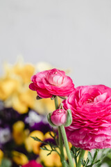 Pink ranunculus buttercup on a blurred background in the flower shop.