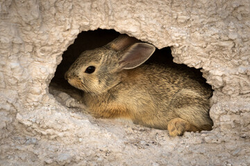 Bunny in a Hole