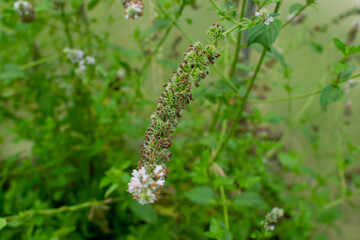 Macro photos of plants. Fresh aroma mint bush. Melissa with flowers for tea or drink.