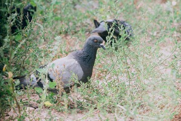 pigeon on the grass