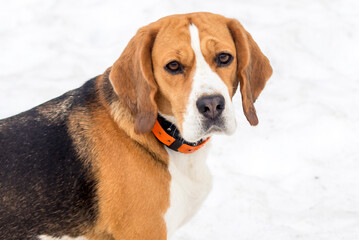 British hunting dog Beagle of a strong constitution of the hound class close-up on a winter walk.