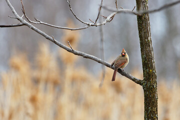 Cardinal perched in a tree, swampland and spring weather