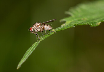 Fliege auf einem Blatt