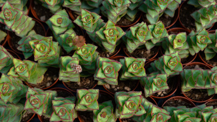 Succulent plants Crassula perforata also known as string of buttons. Native to South Africa. 