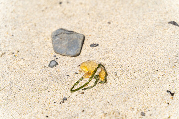 Dead jellyfish lies on the sand at low tide.