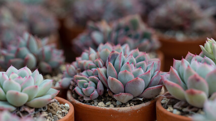 Small succulent plants Echeveria pulidonis in pots, native to central Mexico. Have silvery-green...