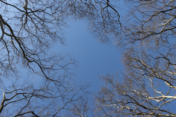 Looking up dead tree with cloudy sky