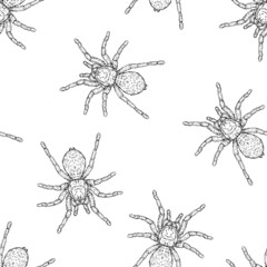 Seamless pattern of monochrome spiders illustration. Vector illustration template