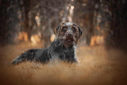 The Slovak Coarse Haired Dog is a dog breed bred in Slovakia. It is characterized by a typical coarse coat of gray color. It is so far the youngest Slovak national breed. 