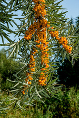 Common Sea Buckthorn (Hippophae rhamnoides) in orchard