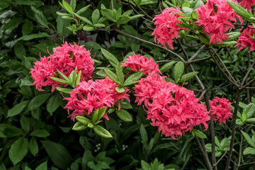Rhododendron 'Homebush' (Rhododendron x kosterianum) in garden