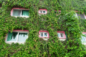 The wall of the house is overgrown with ivy. House wall with pink windows, the wall is not visible due to green plants. Densely grown ivy on building facade.Green wall, eco friendly garden