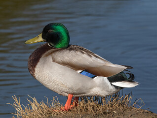 Portrait of male Mallard duck (Anas platyrhynchos)