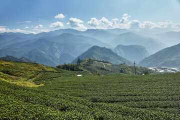 Landscape with tea plantation in Alishan mountain in Taiwan