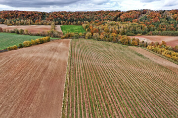 Hop garden and ploughed field in front of autumn forest