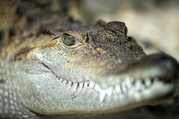 Nile Crocodile, Crocodylus niloticus, portrait, open jaws, crocodile farm, South Africa