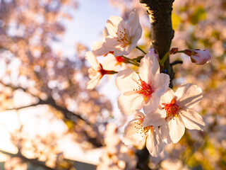Cherry branch with flowers in spring bloom, A beautiful Japanese tree branch with cherry blossoms,...
