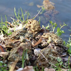 Wiosenne rozmnażanie żab i ropuch nad stawem - obrazy, fototapety, plakaty