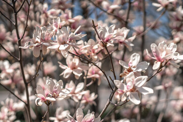 Blooming magnolia in spring against pastel bokeh blue sky and pink background, wide composition.