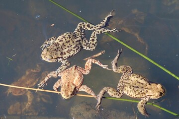Staw pełen pływających żab na wiosnę - obrazy, fototapety, plakaty