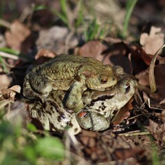Rozmnażanie żab na wiosnę - obrazy, fototapety, plakaty