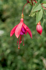 Fuchsia (Fuchsia hybrida) in greenhouse