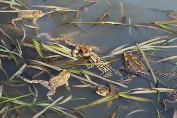 Dużo żab pływających w stawie podczas wiosennych godów - obrazy, fototapety, plakaty