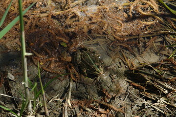 frog on the shore  of  the swamp