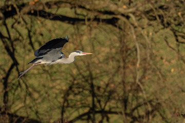 A grey heron (Ardea cinerea) in flight