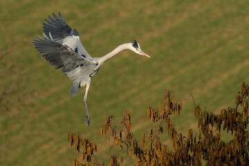 A grey heron (Ardea cinerea) in flight